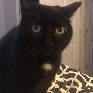 Meet your Posher, Franklin